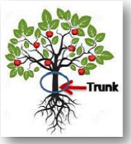 Trunk